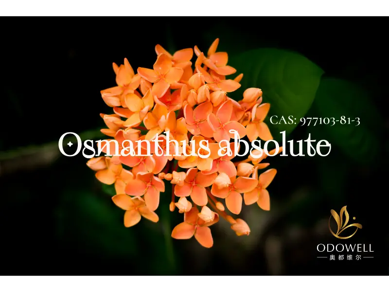 Osmanthus Absolute – เอกลักษณ์ทางธรรมชาติของ ODOWELL สำหรับกลิ่นดอกไม้ตะวันออกอันหรูหรา