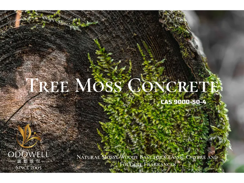 Tree Moss Concrete – กลิ่นมอสซี่-วู้ดดี้ธรรมชาติของ ODOWELL สำหรับน้ำหอมกลิ่น Chypre และ Fougère แบบคลาสสิก